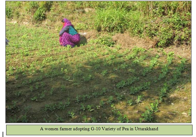 A women farmer adopting G-10 Variety of Pea in Uttarakhand 