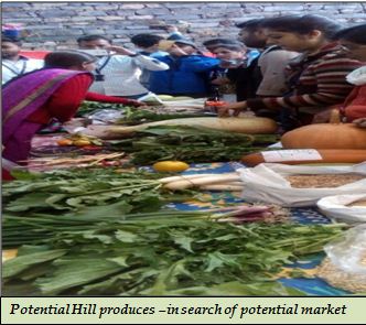 Potential Hill produces –in search of potential market 