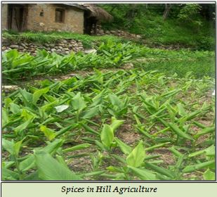 Spices in Hill Agriculture