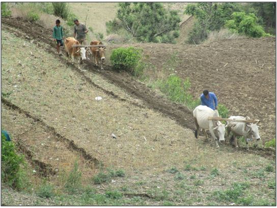 Farmers cultivating the land with pair of bullocks