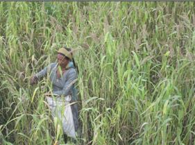 A woman during harvesting of Barnyard millet