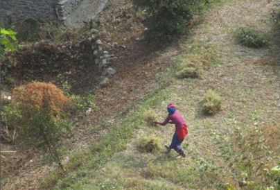 Women cleaning the agriculture field in hills