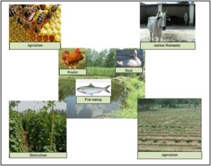 Integrated Farming System(IFS)