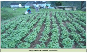 organized production