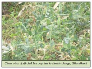 Closer view of affected Pea crop due to climate change, Uttarakhand