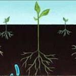mirco organisms in soil