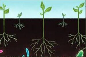 micro organisms in soil