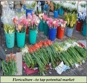Floriculture –to tap potential market