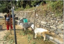 Goat rearing –Way of Farmers Income generation activity in Uttarakhand