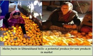 Malta fruits in Uttarakhand hills- a potential produce for new products in market