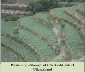 Potato crop –Strength of Uttarkashi district