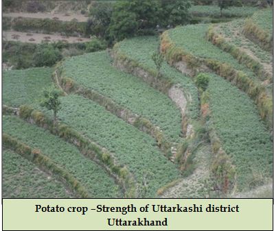 Potato crop –Strength of Uttarkashi district