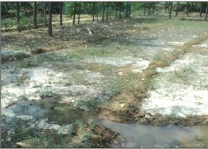 Earthen irrigation channel causing much of seepage losses