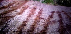 Use of organic mulch –A step forward in Conservation Agriculture in watershed