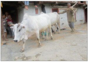 Farmer with pair of bullocks returning from field