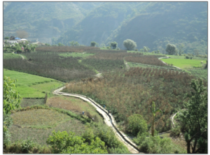 Bird eye view of Staking in tomato field in a watershed