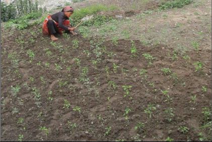 Soil health for Sustainable Agriculture in Watershed