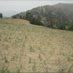 Cultivation of green manure