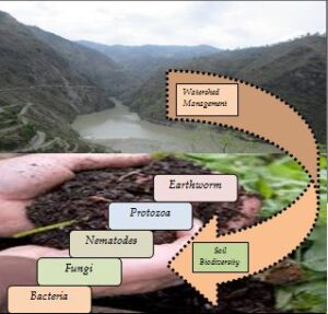Watershed management and soil biodiversity