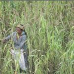 A woman during harvesting of Barnyard millet