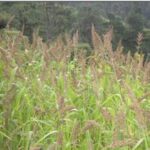 Barnyard millet ready for harvesting in field