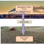 Source–sink relationship & its significance in carbon management