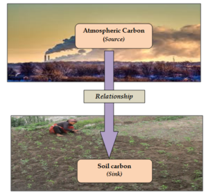 Source –sink relationship & its significance in carbon management