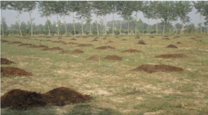 Use of decomposed cowdung is significant in soil biodiversity