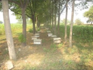 Honey bee boxes in the Agriculture farm