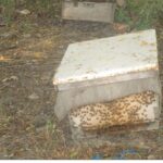 Honey bees on the Honey bee box