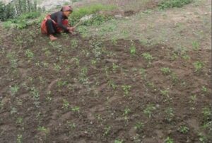 Women working in agriculture field in hills