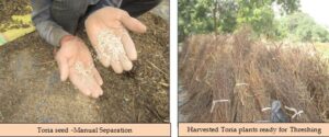 Toria- Manual threshing procedure